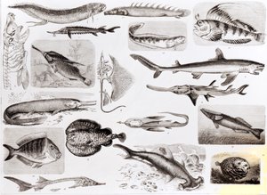 Ichthyologie - Elasmobranch, Ganoïde en beenvissen